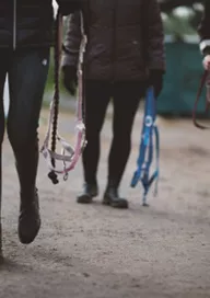 Bli ett Schysst stall