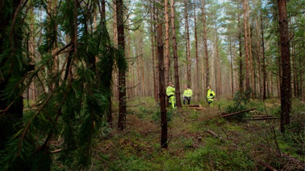 Bild på bakgrund av Säkert skogsarbete