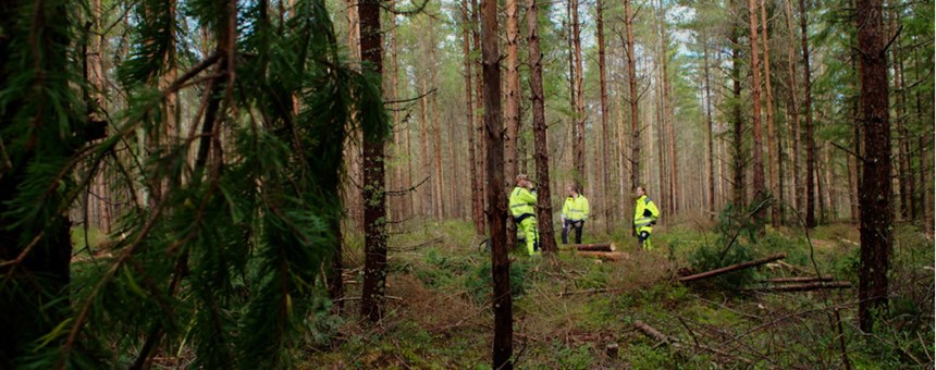 Bild på bakgrund av Säkert skogsarbete