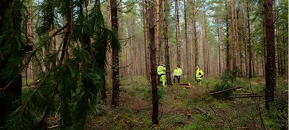 Bild på utbildningen Säkert skogsarbete