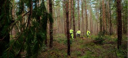 Bild på utbildningen Safe Forestry Work - Romanian