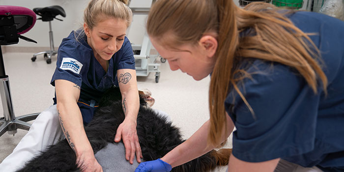 Katt som är sövd för operation