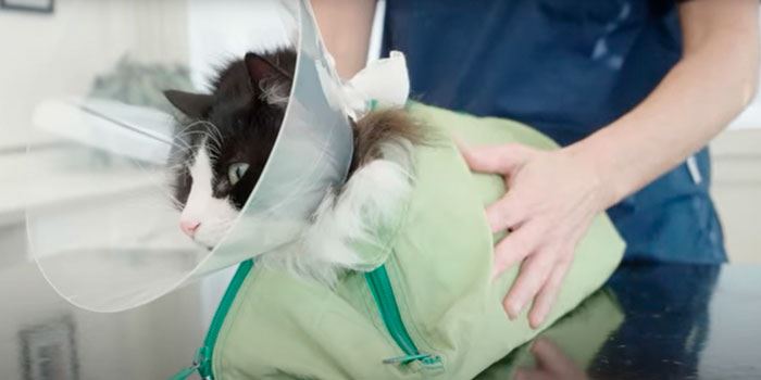 Katt hos djursjukvård