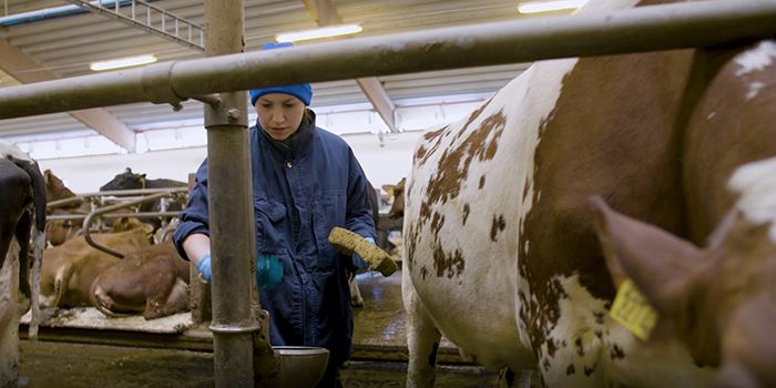 En kvinna sköter om kor i en ladugård.