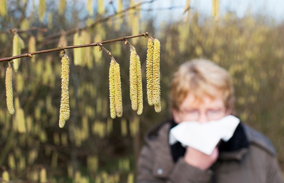 Ett träd med hängen. I bakgrunden en man som snyter sig.