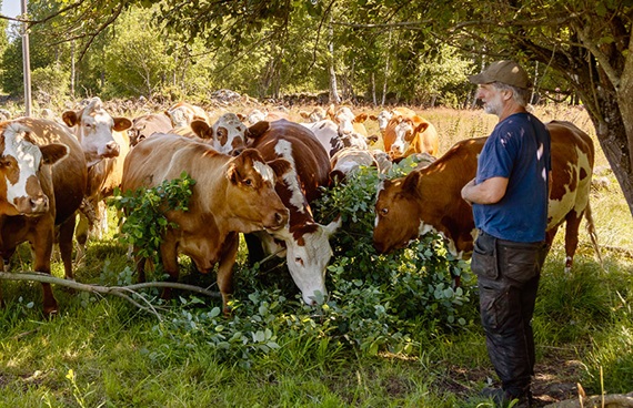 Bonden Magnus Nyman på Källunda Gård framför sina kor.